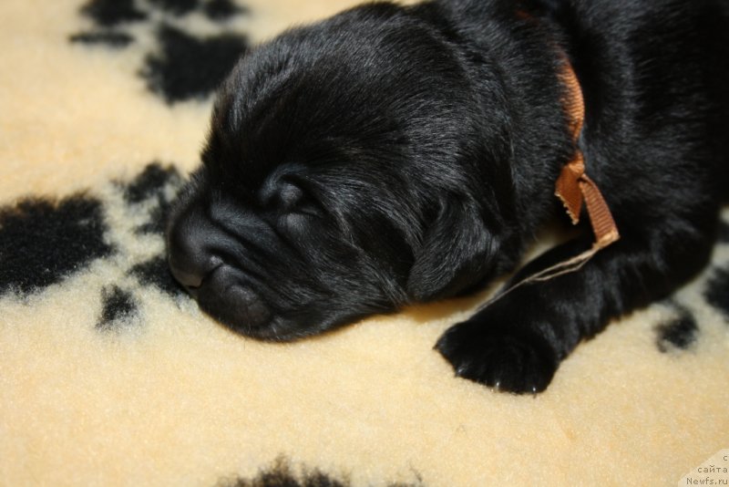 Фото: ньюфаундленд Арко Гоофи оф зе Веепинг Виллоу