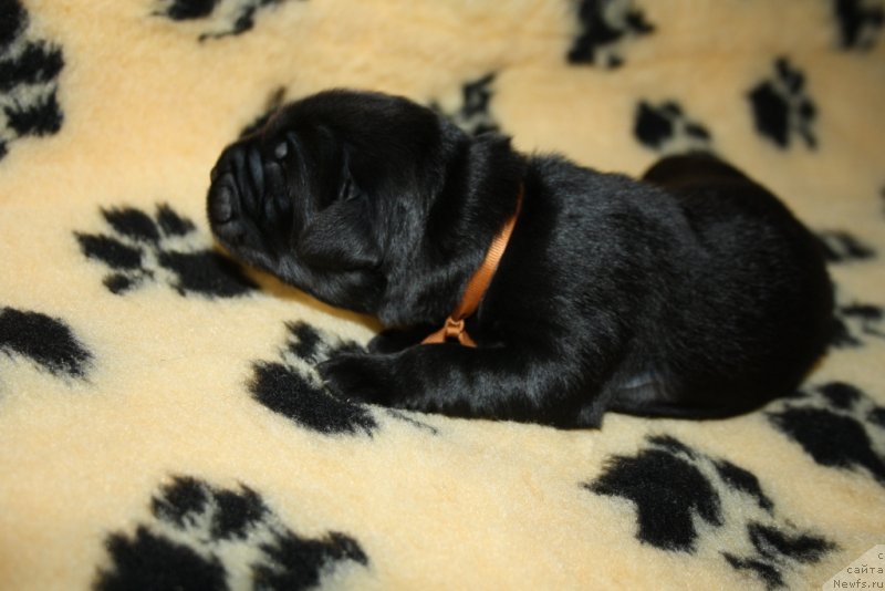 Фото: ньюфаундленд Арко Гоофи оф зе Веепинг Виллоу