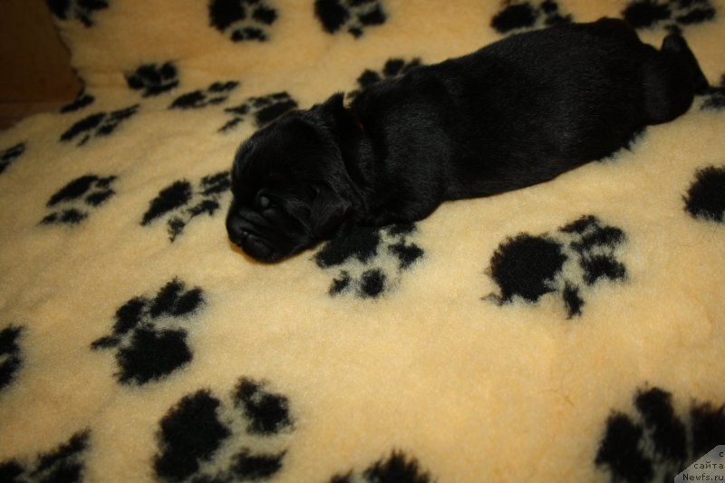 Фото: ньюфаундленд Арко Гоофи оф зе Веепинг Виллоу