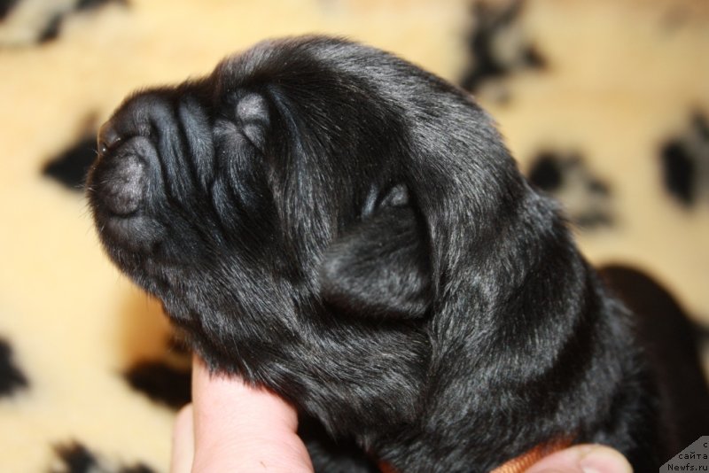 Фото: ньюфаундленд Арко Гоофи оф зе Веепинг Виллоу