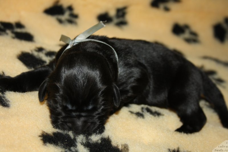 Фото: ньюфаундленд Аллегианс Брайт Проспект