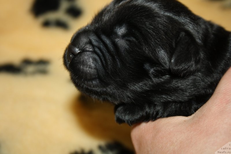 Фото: ньюфаундленд Аллегианс Брайт Проспект