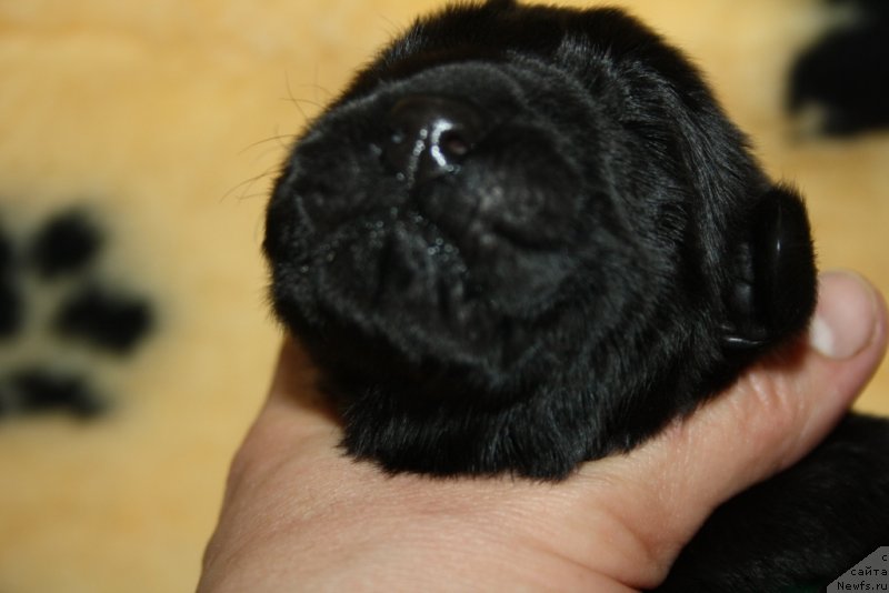 Фото: ньюфаундленд Актив Блэйз оф Глори