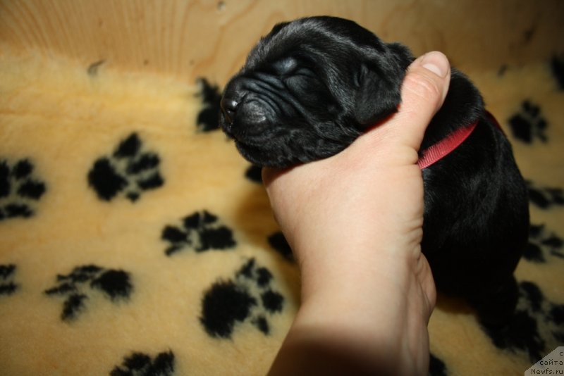 Фото: ньюфаундленд Ариель Принцесс оф зе Сии