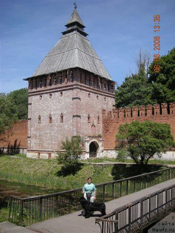 Фото: ньюфаундленд Плюшевая Панда Анабелла Бьютифул (Plushevaya Panda Anabella Beautiful)