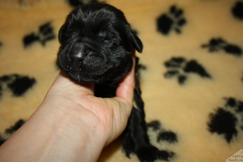 Фото: ньюфаундленд Амаретто Делла Каса Дел Орсо