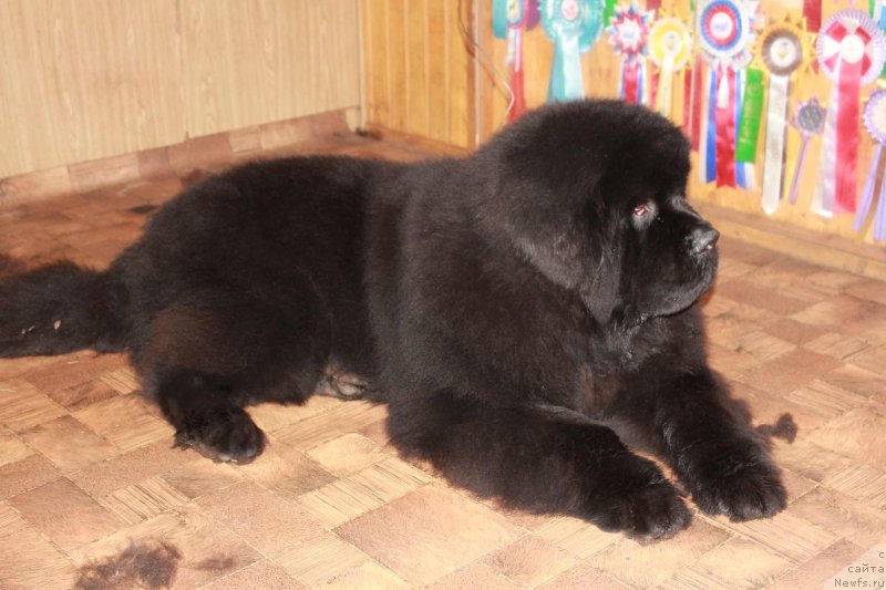 Фотография № 143530