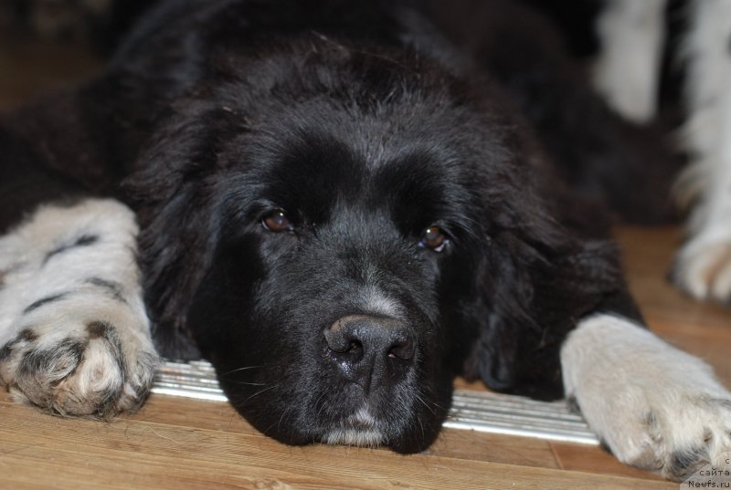 Фотография № 143564