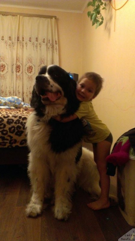 Фото: ньюфаундленд Флюфи Аваланч Сурпассинг Алл Експестатионс (Fluffy Avalanch Surpassing All Expektations)