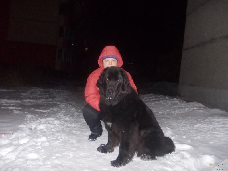 Фото: ньюфаундленд Интрига Ночи от Марлеон Дусвик, ньюфаундленд Интрига Ночи от Марлеон Дусвик