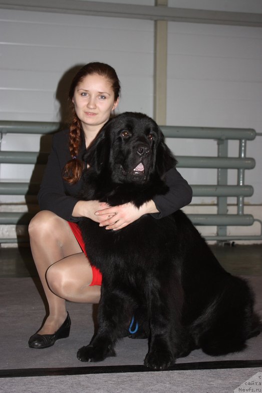 Фото: ньюфаундленд Черный Чанк с Берега Дона (Chernyj Chank s Berega Dona)