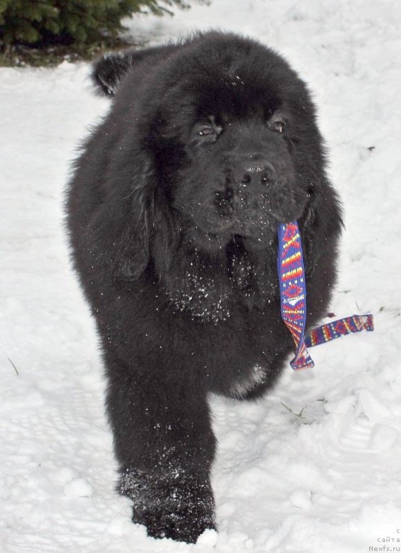 Фото: ньюфаундленд Дар Свезы Юника Сагитта (Dar Svezy Unika Sagitta)