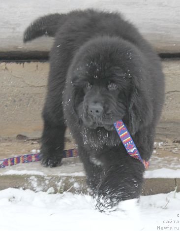 Фото: ньюфаундленд Дар Свезы Юника Сагитта (Dar Svezy Unika Sagitta)
