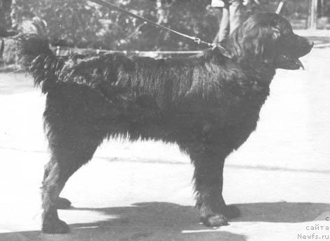 Фото: ньюфаундленд Жаклин Хэль Гранд