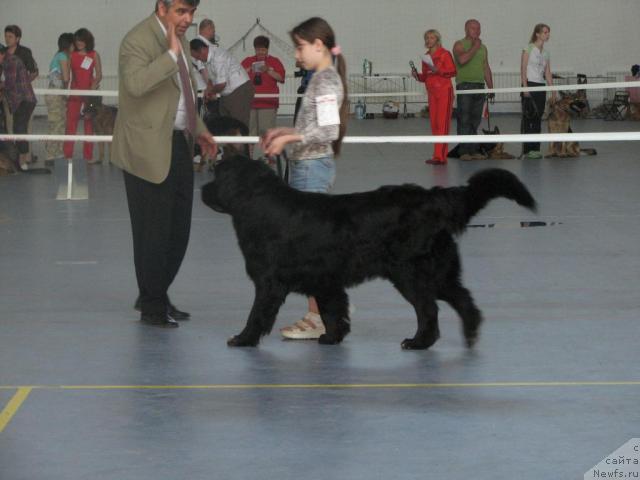 Фото: ньюфаундленд Маг Исполин Илья Муромец