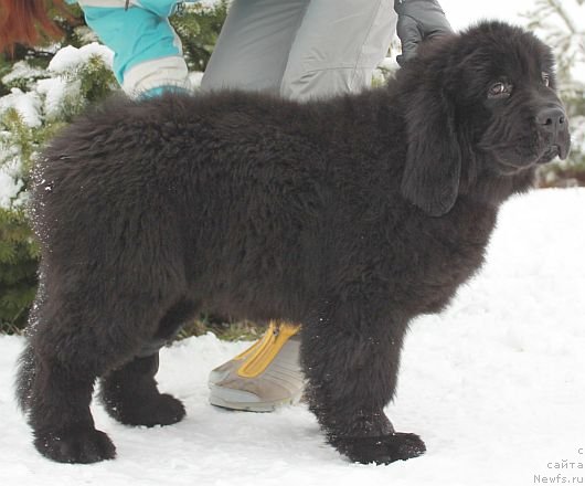 Фото: ньюфаундленд Дар Свезы Юника Сагитта (Dar Svezy Unika Sagitta)