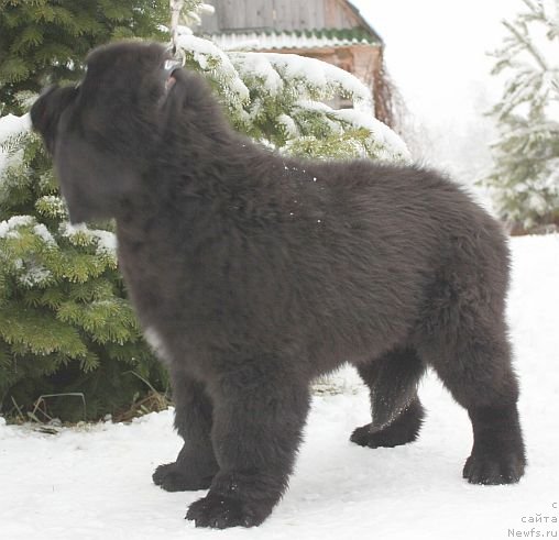 Фото: ньюфаундленд Дар Свезы Юника Сагитта (Dar Svezy Unika Sagitta)