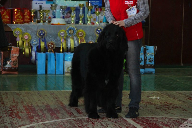 Фото: ньюфаундленд Интрига Ночи от Марлеон Дусвик