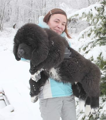 Фото: Ирина Бубнова, ньюфаундленд Дар Свезы Юника Сагитта (Dar Svezy Unika Sagitta)
