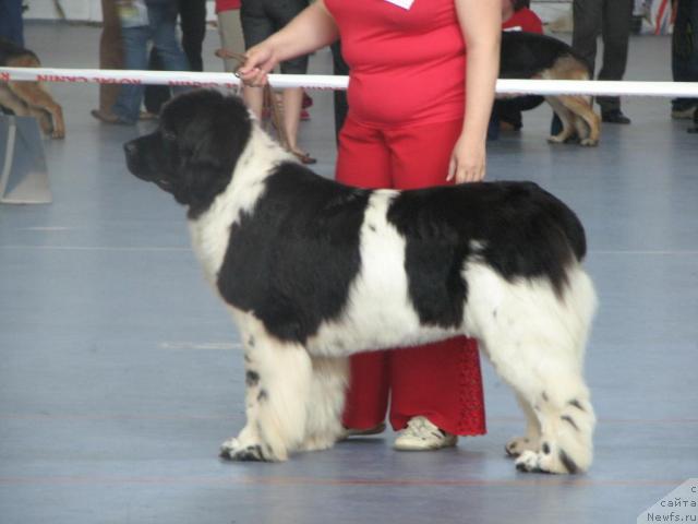 Фото: ньюфаундленд Веснушка на Счастье (Vesnushka na Shastie)