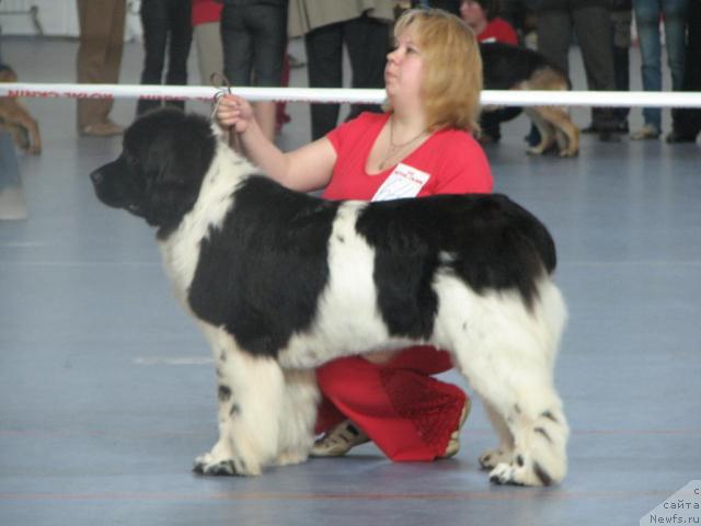 Фото: ньюфаундленд Веснушка на Счастье (Vesnushka na Shastie), Елена Заборова (Брехина)