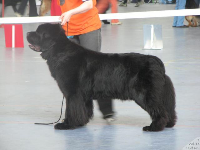 Фото: ньюфаундленд Евро Сюрпрайз от Сибирского Медведя (Euro Surprise ot Sibirskogo Medvedja)