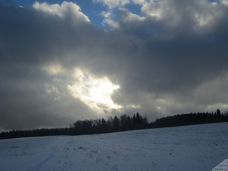 Фото: ньюфаундленд Игерма из Академии Шоколада (Igerma iz Akademii Shokolada)