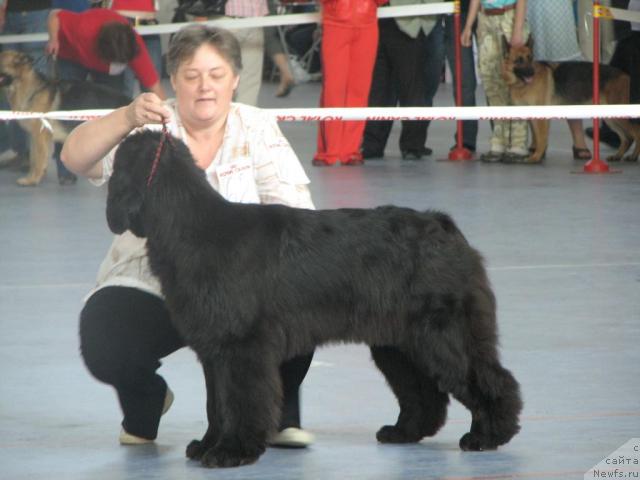 Фото: ньюфаундленд Шемаханская Царица (Shemahanskaya Tsaritsa), Данилова О.