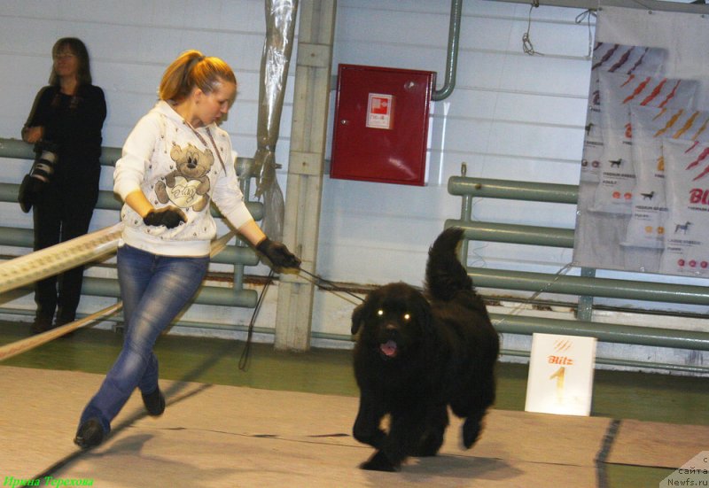 Фото: ньюфаундленд Чарльз Балу Блек Биар