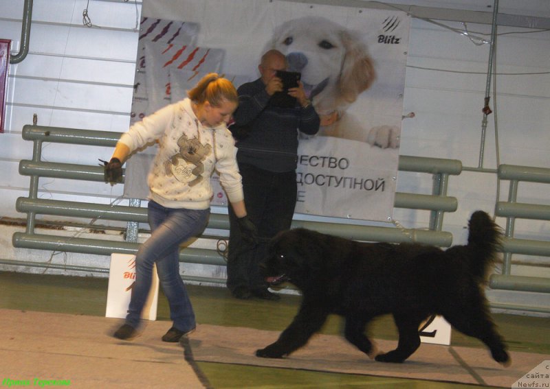 Фото: ньюфаундленд Чарльз Балу Блек Биар