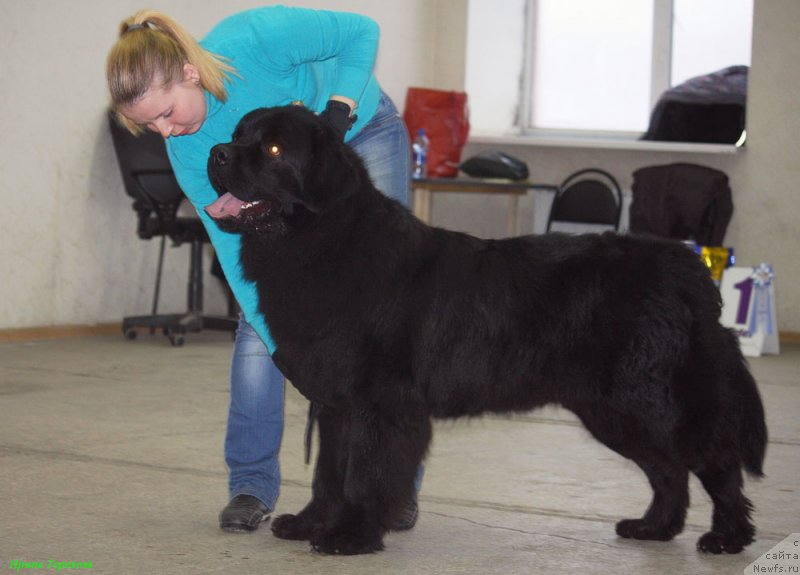 Фото: ньюфаундленд Чарльз Балу Блек Биар