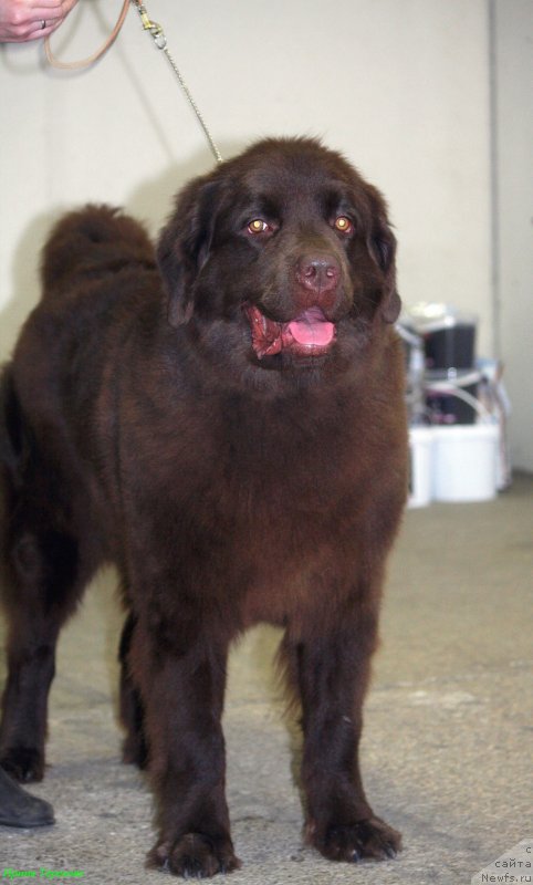 Фото: ньюфаундленд Чара Хани Лес (Chara Hani Les)