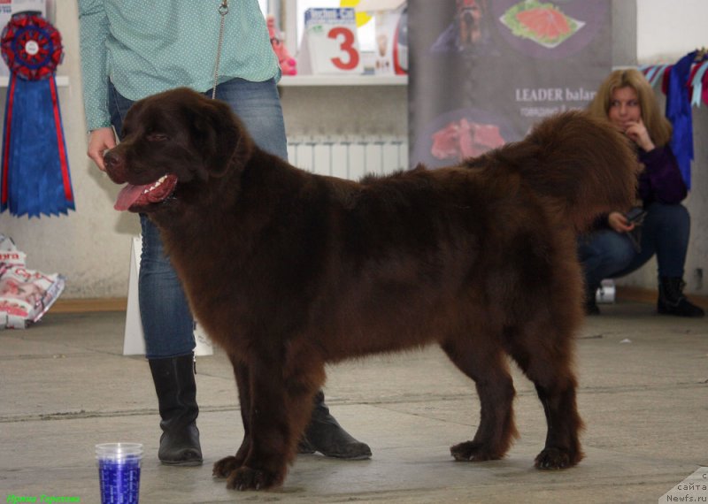 Фото: ньюфаундленд Чара Хани Лес (Chara Hani Les)