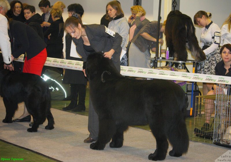 Фото: ньюфаундленд Черный Чанк с Берега Дона (Chernyj Chank s Berega Dona), ньюфаундленд Черчилль Сэр Гай