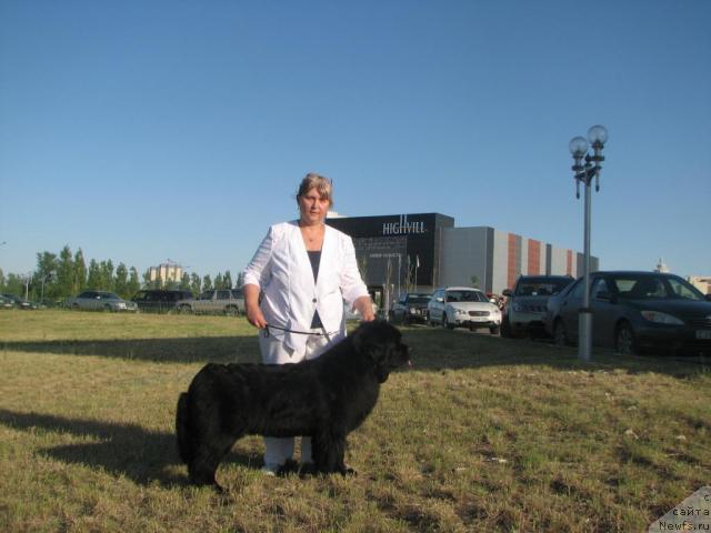 Фото: ньюфаундленд Оттава (Ottava), Марина Турапина