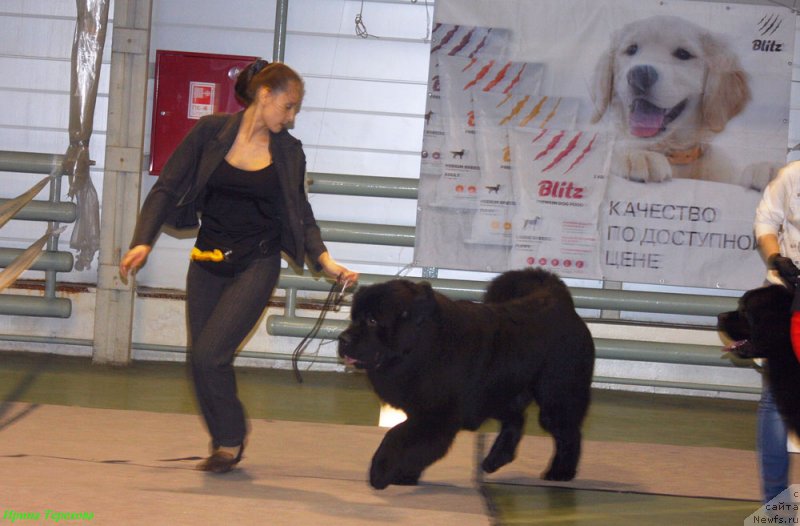 Фото: ньюфаундленд Черчилль Сэр Гай