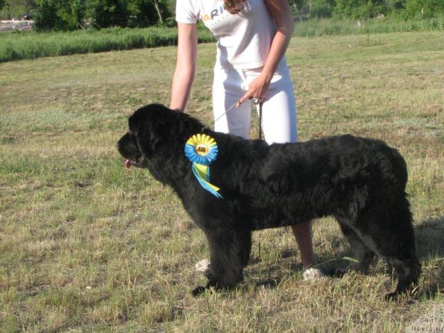Фото: ньюфаундленд Рокот Волны Варга Кара Аюлар (Rokot Volny Varga Kara Ayular)