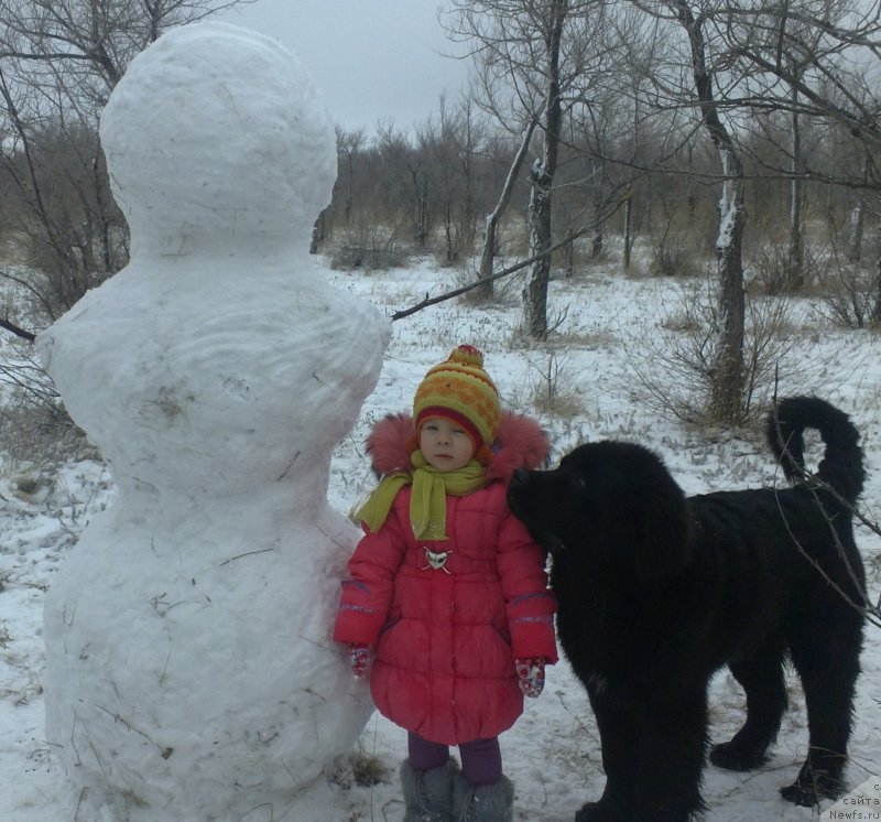 Фото: ньюфаундленд Эксклюзив Коннэкшен Дарк Энджел Витал Роуз (Exclusive Connection Dark Angel Vitalrose)