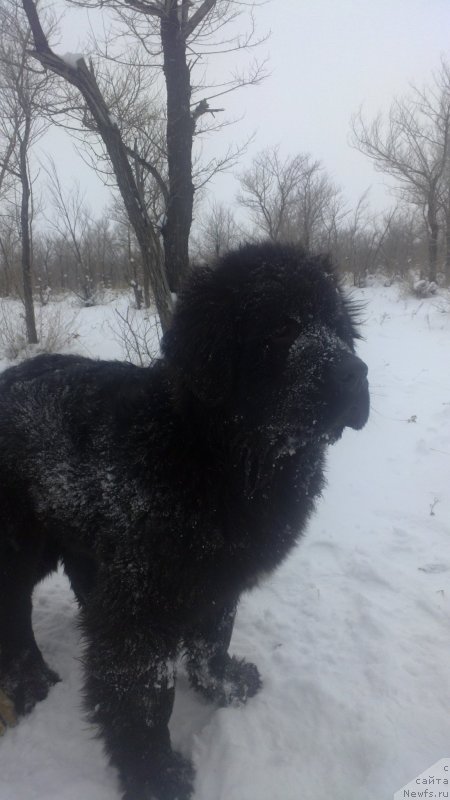 Фото: ньюфаундленд Эксклюзив Коннэкшен Дарк Энджел Витал Роуз (Exclusive Connection Dark Angel Vitalrose)