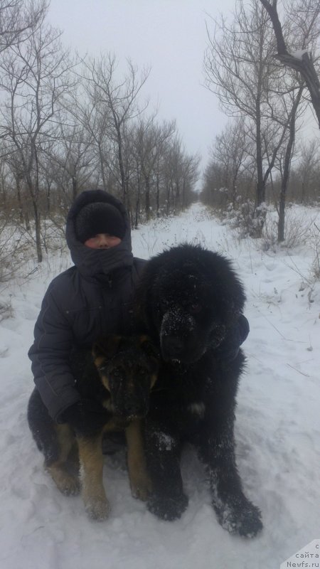 Фото: ньюфаундленд Эксклюзив Коннэкшен Дарк Энджел Витал Роуз (Exclusive Connection Dark Angel Vitalrose)