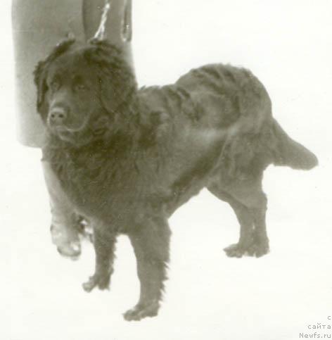 Фото: ньюфаундленд Шейла Вуг