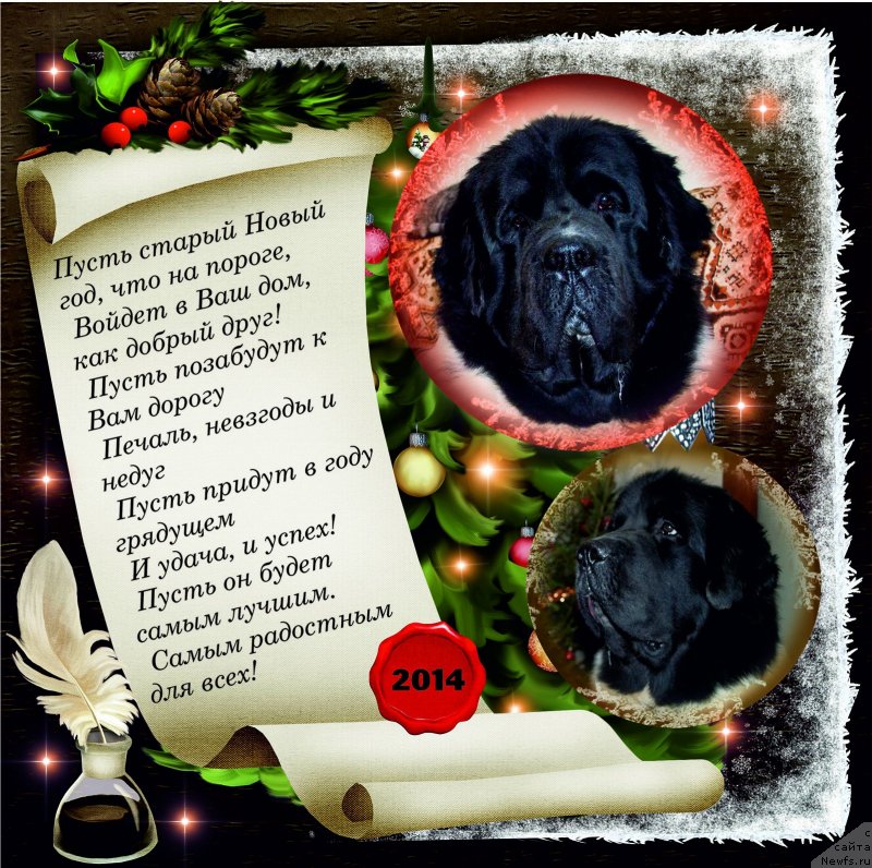 Фото: ньюфаундленд Степная Пальмира Естественно Я Лучший