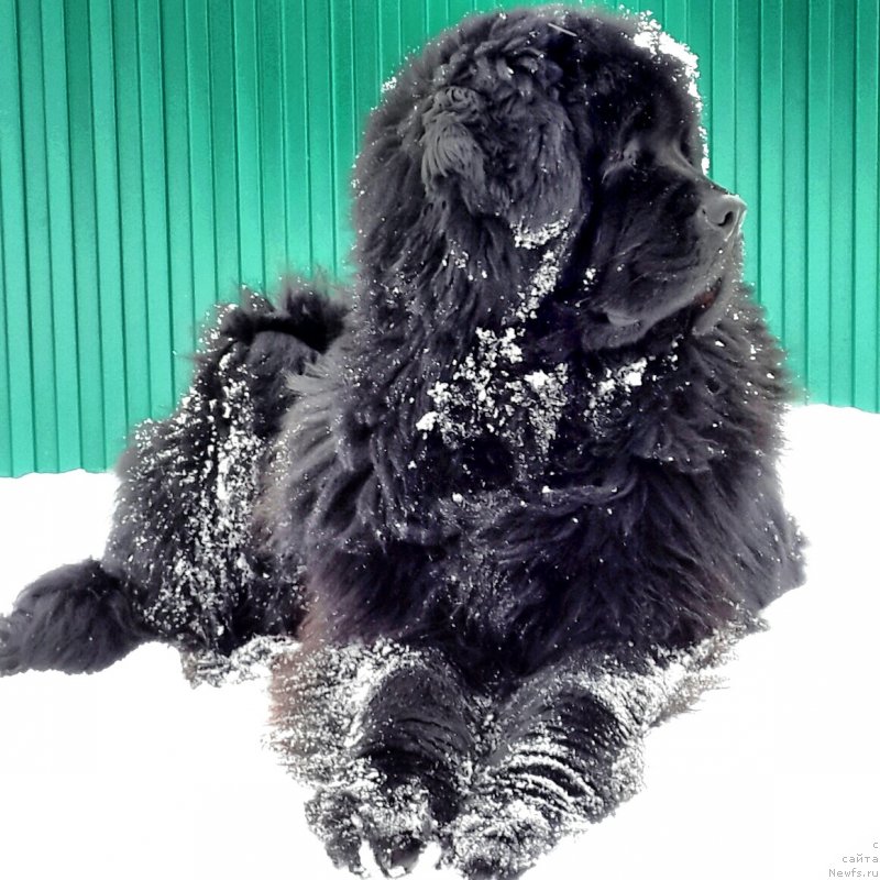 Фото: ньюфаундленд Их Высочество Владлена Маджикс