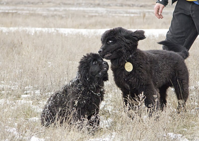 Фото: ньюфаундленд Черный Балу Донна, ньюфаундленд Черный Балу Дюссельдорф