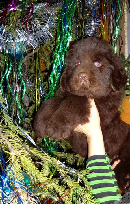 Фото: ньюфаундленд Ньюфорт Юпитер Таранис