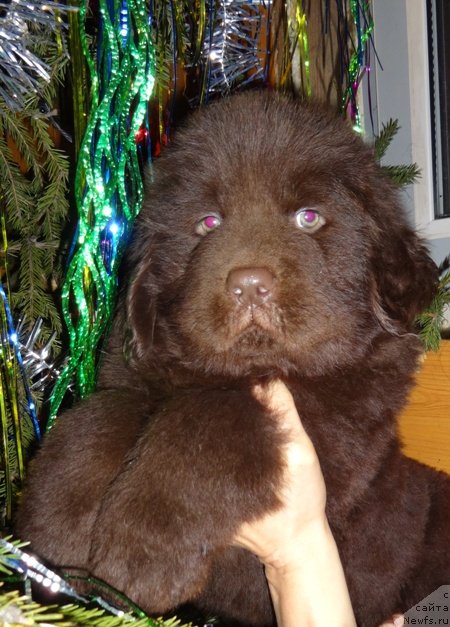 Фото: ньюфаундленд Ньюфорт Юпитер Таранис