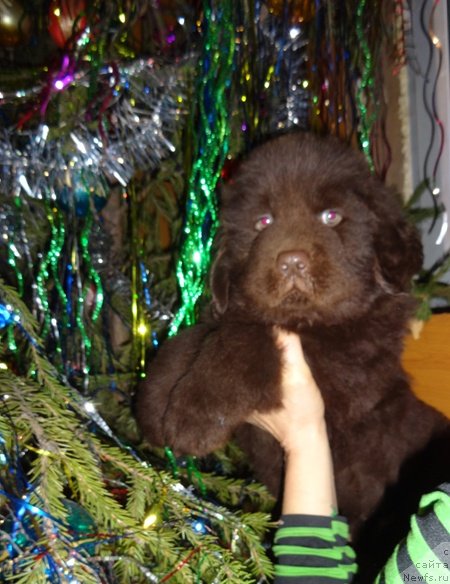 Фото: ньюфаундленд Ньюфорт Юпитер Таранис