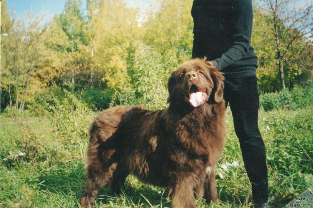 Фото: ньюфаундленд Симона