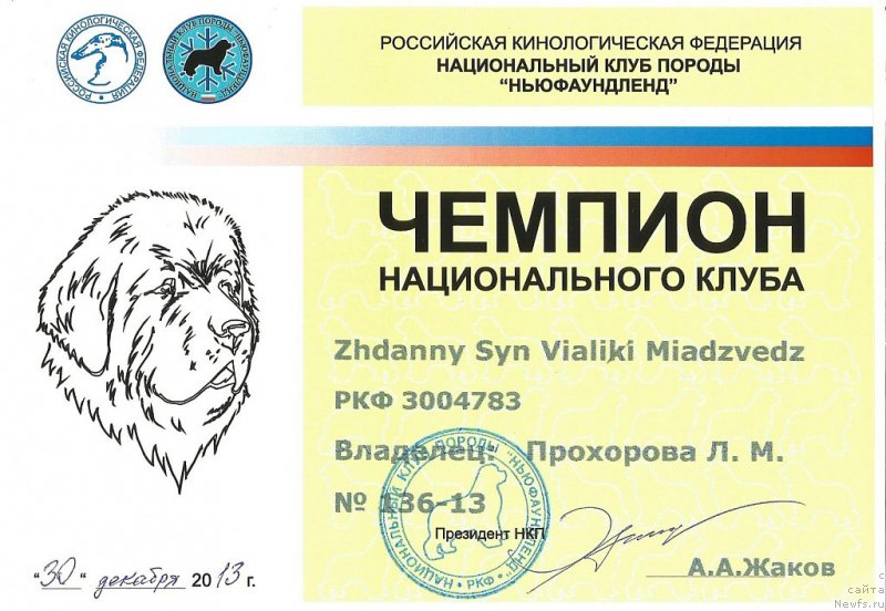 Фото: ньюфаундленд Zhdanny Syn Vialiki Miadzvedz