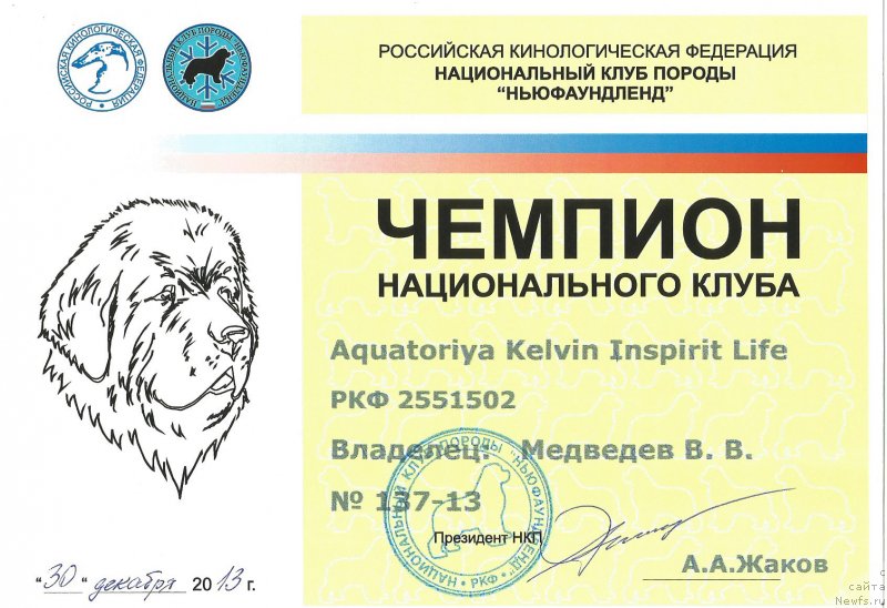 Фото: ньюфаундленд Акватория Келвин Инспирит Лайф (Aquatoriya Kelvin Inspirit Life)